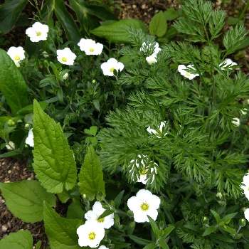 ５月の花壇の投稿画像一覧 Greensnap グリーンスナップ