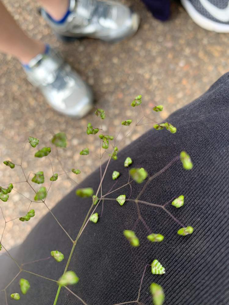 いぶさんの投稿画像 月5月9日 Greensnap グリーンスナップ