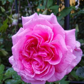 バラ トワパルファンの画像 by ＹＵＭＩＫＯさん | 小さな庭と切り薔薇品種といい香り❤と薔薇愛同盟と花が好き❤とかわいい♡と大好きとおうち園芸と植中毒とバラ トワパルファンと花のある暮らしといい色♡