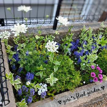 ロニセラ レモンビューティの投稿画像一覧 Greensnap グリーンスナップ