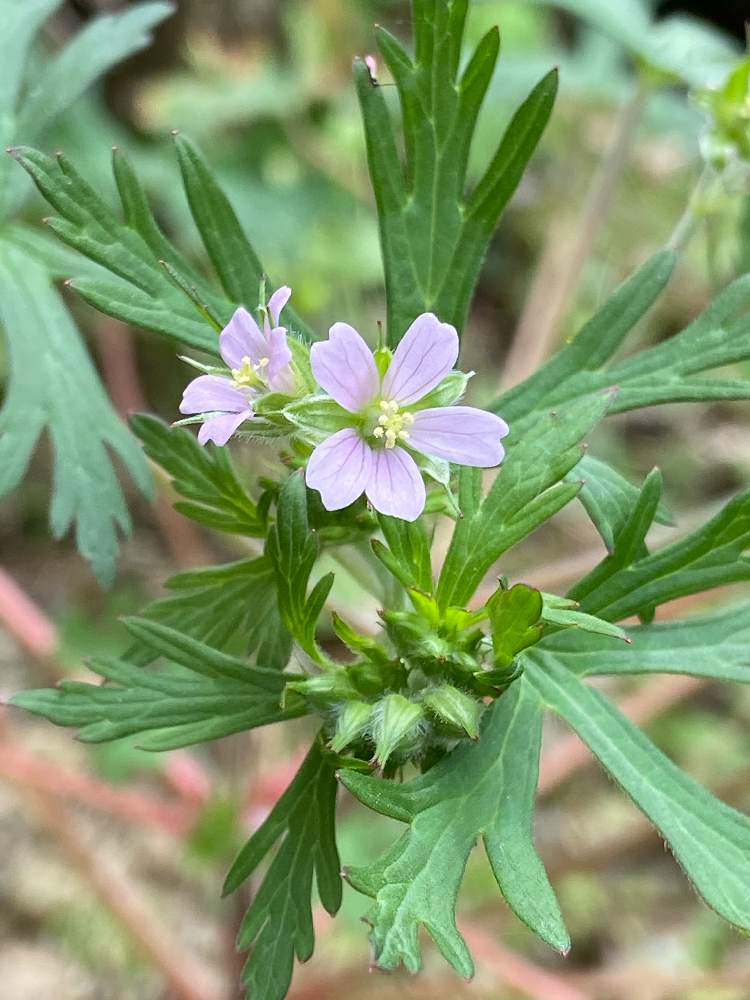 道端を彩る雑草達 花 Greensnap グリーンスナップ