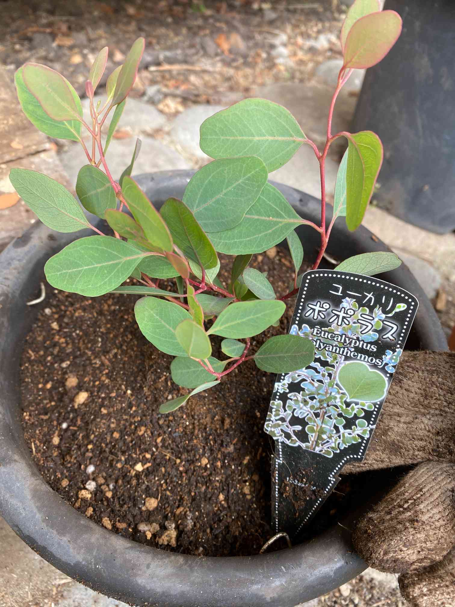 美しい樹形 ポポラス ユーカリ 株 苗 大株 シンボルツリー - 植物/観葉植物