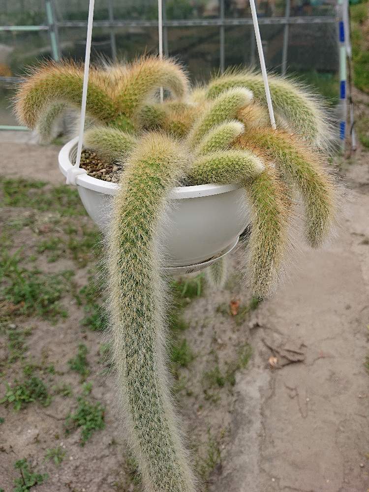 ヒルデウィンテラ カラデモノニスの投稿画像 By Botanicallifeさん サボテン科とプラントハント収穫記録とお出かけ先とbotaサボとサボテン科とプラントハント収穫記録とbotaサボ 月5月9日 Greensnap グリーンスナップ Greensnap グリーンスナップ