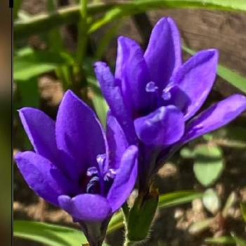 バビアナの花の画像 by ''まこS''さん | 公園の花壇とｺﾛﾅｳｨﾙｽ収束を‼️と新型コロナウィルスに負けるなとチームブルーNo.32とありがとう医療従事者の方々とバビアナの花とチーム・ブルーと青い春2020