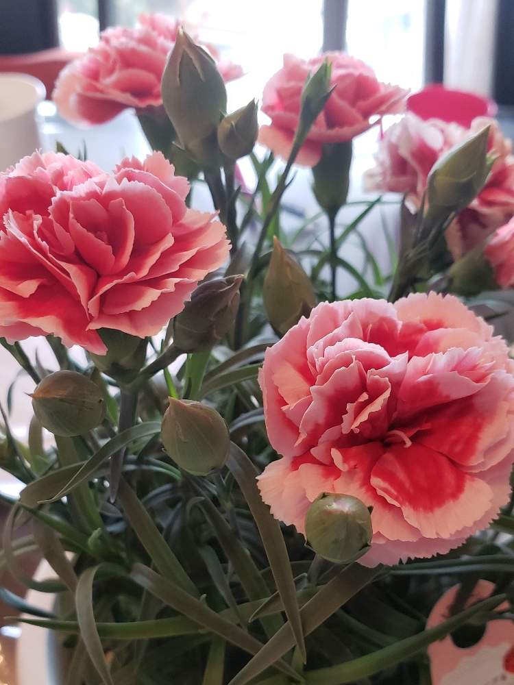 カーネーション いちごホイップの投稿画像 By みいちさん 部屋と花のある暮らしとカーネーション とおうち園芸と花のある暮らしとカーネーション とおうち園芸 月5月9日 Greensnap グリーンスナップ Greensnap グリーンスナップ