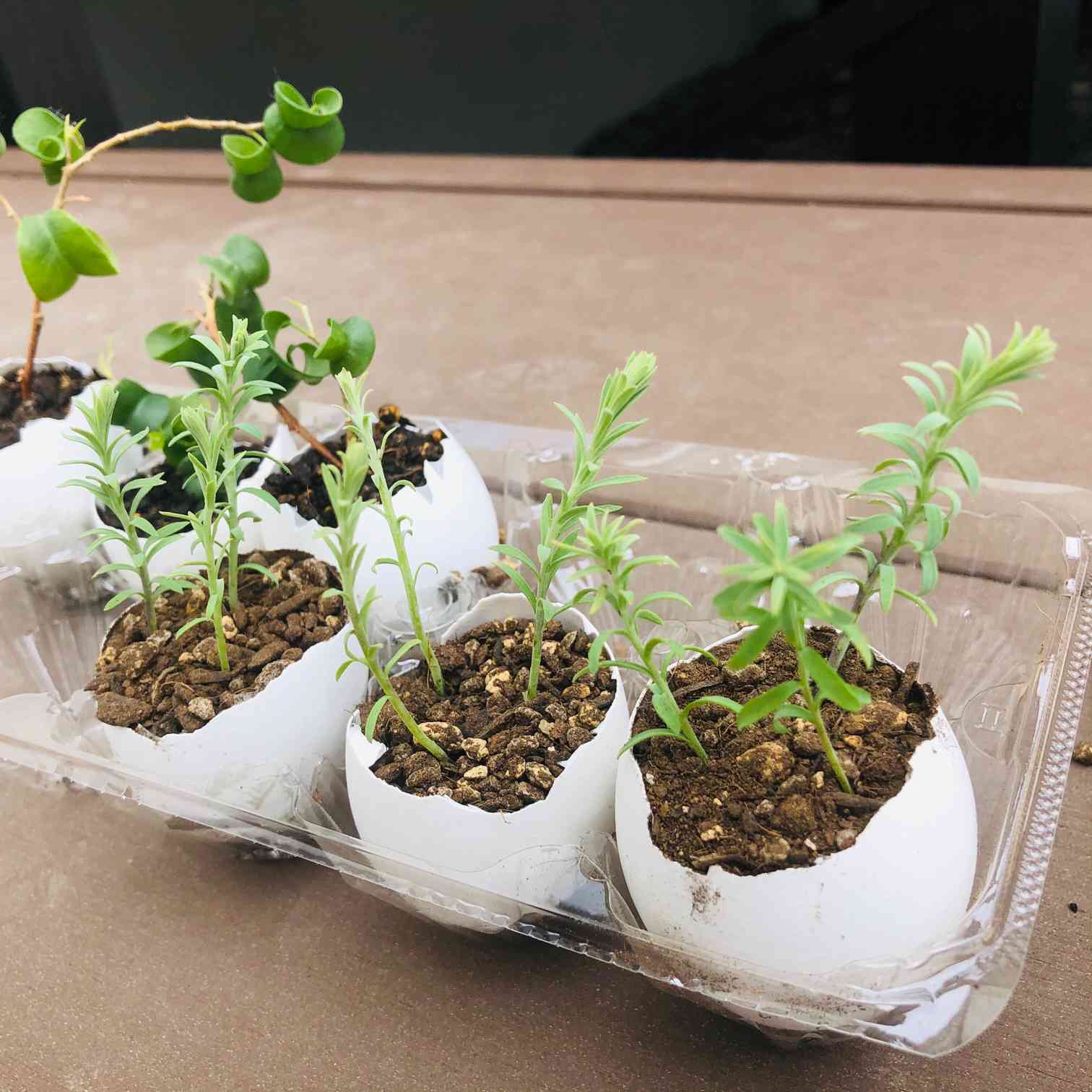 花かんざし】挿し芽〜冬越しできず【完】｜🍀GreenSnap（グリーン