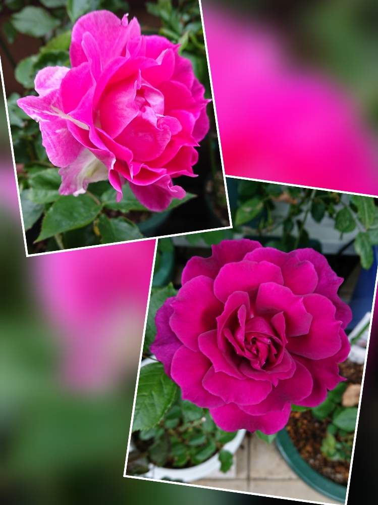 ライラの投稿画像 By のりちゃんさん シェィラザードと赤バラとgs映えと四季咲きと香りの良いバラと大輪のぱらと花のある暮らしと色あざやか 月5月9日 Greensnap グリーンスナップ