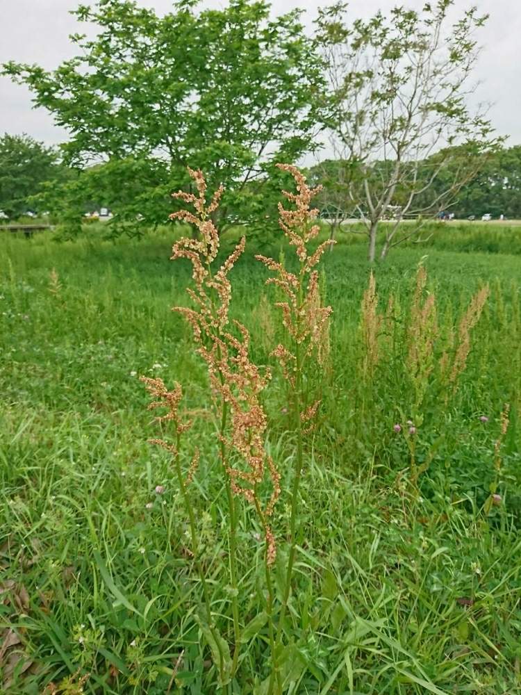 イタドリ に 似 た 雑草 イタドリ に 似 た 雑草