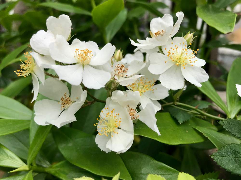 野薔薇の投稿画像 By 雑草さん 花のある暮らしとノイバラ と草花 とおうち園芸 月5月9日 Greensnap グリーンスナップ