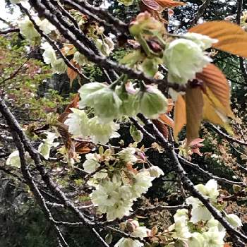 緑の桜の画像 by きなこさん | お出かけ先と皆んなで頑張りましょう٩( ᐛ )وと御衣黄 桜と癒しと清楚なお花とコロナに負けないと花のある暮らしと緑のある生活と標高1000ｍと繋がりに感謝✨と緑の桜