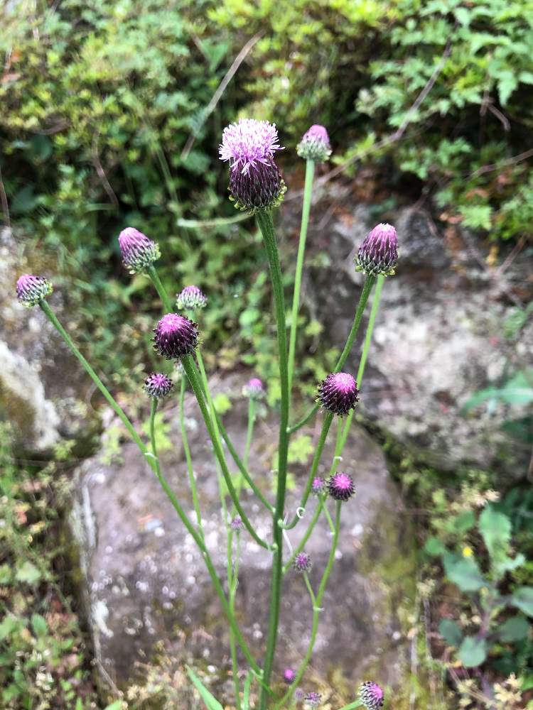 キツネアザミの投稿画像 By さん キク科とキク目とキツネアザミ属とキク科とキク目とキツネアザミ属 月5月9日 Greensnap グリーンスナップ Greensnap グリーンスナップ