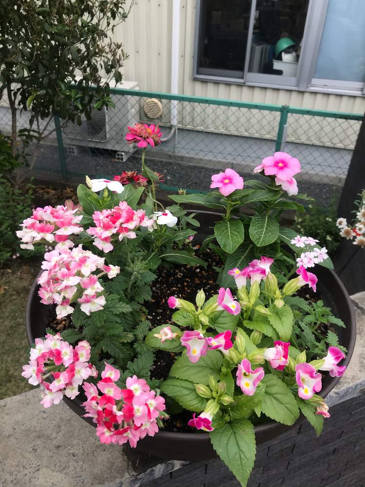 ジニアの投稿画像 By ゼリーといちこさん トレニアとニチニチソウとバーベナとピンクの花と寄せ植えと植中毒と完全に植中毒と花のある暮らしとお庭 月5月9日 Greensnap グリーンスナップ