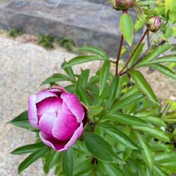 芍薬 蕾の投稿画像一覧 Greensnap グリーンスナップ