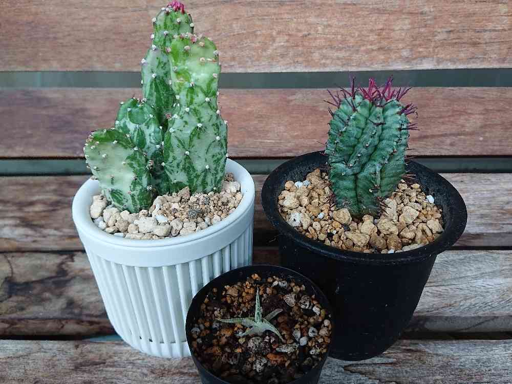 ユーフォルビア　ホリダ　RS202 ① Euphorbia horida] I love this variety so I'm thinking of