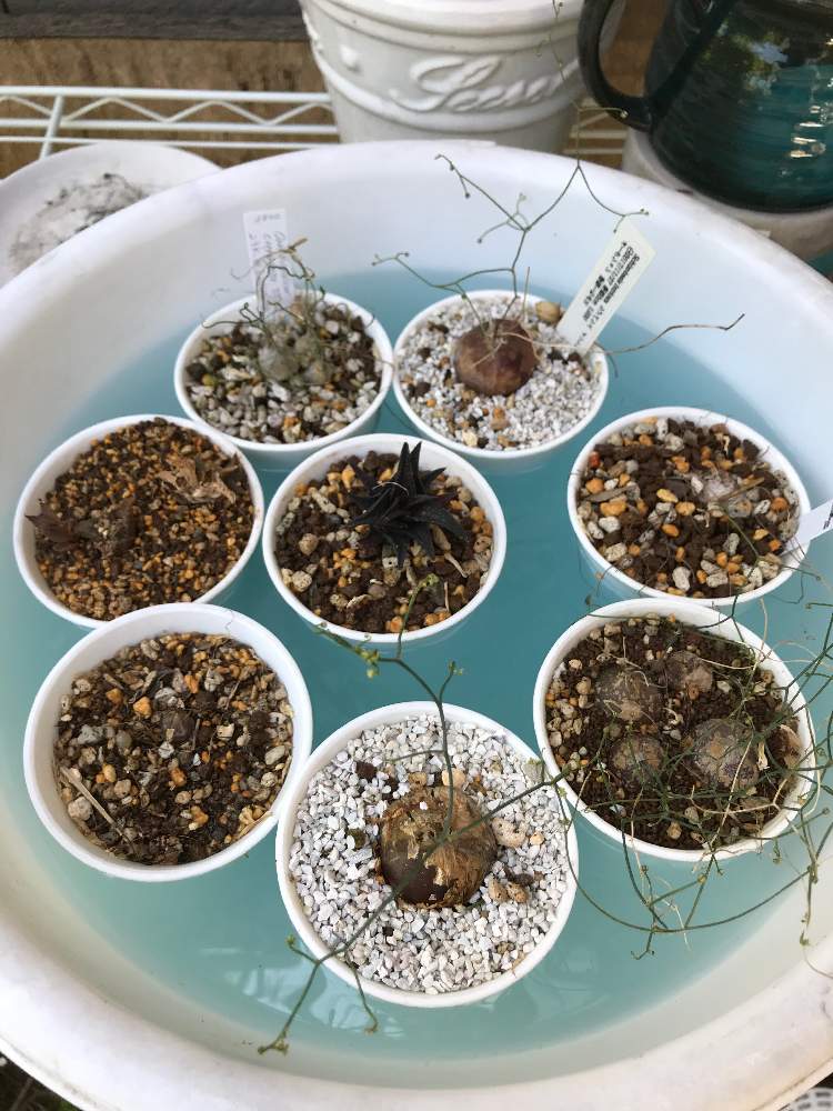 腰水管理の投稿画像 By Beeさん ハオルチア属とコノフィツム属とシゾバシス属と球根植物とリトープス属と腰水と腰水管理とハオルチア属とコノフィツム 属とシゾバシス属と球根植物とリトープス属と腰水 月5月9日 Greensnap グリーンスナップ Greensnap