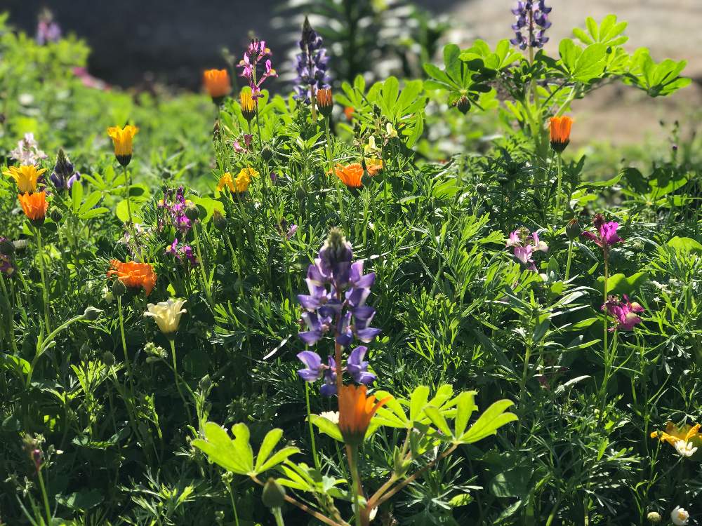 タキイ ワイルドフラワーの投稿画像 By えりげろんさん 花のある暮らしと春のガーデニングと花のある暮らしと春のガーデニング 月5月9日 Greensnap グリーンスナップ Greensnap グリーンスナップ