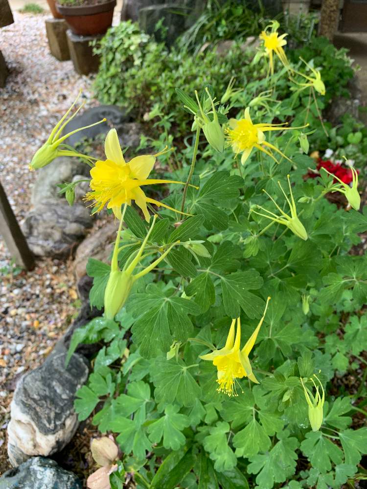 オダマキの投稿画像 By Kukiさん 月5月9日 Greensnap グリーンスナップ