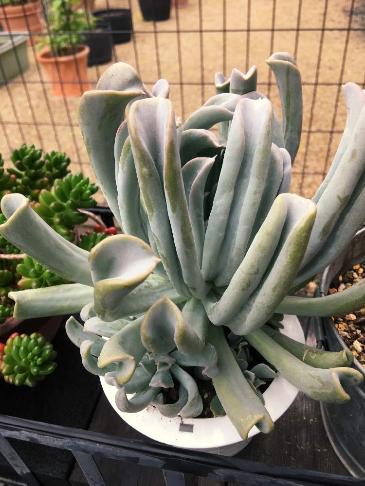 トップシータービー トップスプレンダーの投稿画像 By Yuｏkenxさん エクステリアと多肉植物とわが家の多肉スペースと紅葉する多肉とgs日和と毎日見すぎる 笑と多肉女子と飾り棚と暴れ多肉と多肉狩りと多肉植物とわが家の多肉スペースと紅葉する多肉とgs日和と毎日見