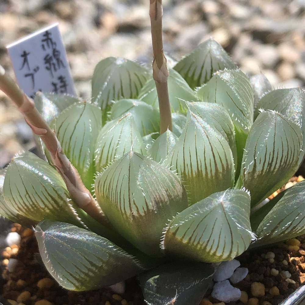 ハオルチアの投稿画像 By すーさんちさん ハオルチアオブツーサと赤線特大レンズオブツーサと多肉植物とハオルチア属とおうち園芸とぷりぷり多肉とハオルシア属 とつやつや多肉 月5月9日 Greensnap グリーンスナップ