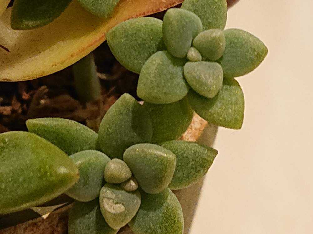 専用　多肉植物　プベスケンス　葉挿し 多肉の命を育む実生や葉挿しっ子たち | ブログ版