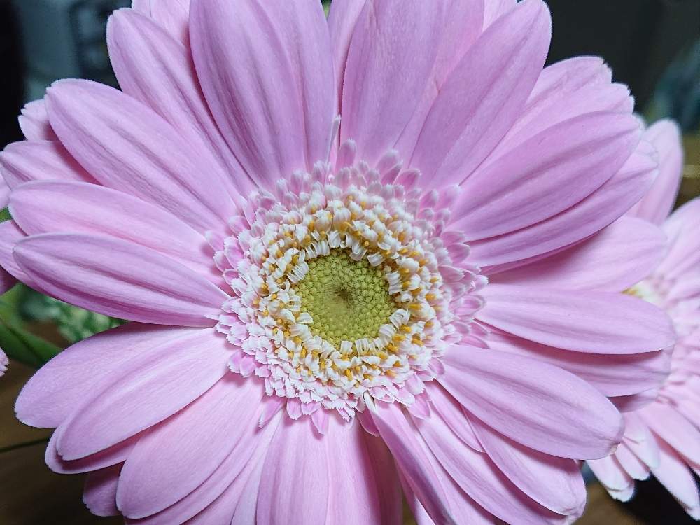 ガーベラの投稿画像 By 天空さん 月5月9日 Greensnap グリーンスナップ