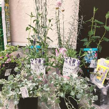 ラベンダー センティヴィアブルーの投稿画像一覧 Greensnap グリーンスナップ