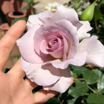 2020春のガーデニングの画像 by yumi＊flowerさん | 小さな庭とばら バラ 薔薇と2020春のガーデニングとバラのある暮らしとおうち園芸とバラ 鉢植えとバラと夢CLUBとバラ好きとバラが好きとバラニューウエーブとバラを楽しむ