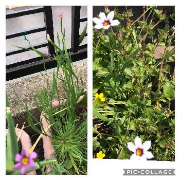 ニワセキショウの花の投稿画像一覧 Greensnap グリーンスナップ