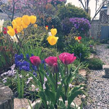 2020春のガーデニングの画像 by kanaさん | 小さな庭と2020春のガーデニングとGS日和と春めく花達とおうち園芸と小さな幸せ♡と花のある暮らしと北海道の庭