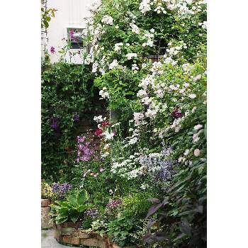 2020春のガーデニングの画像 by 我楽多さん | 小さな庭といつもの箱庭とOM-D E-M1ⅡとOLY 40-150mm F2.8 Proと2020春のガーデニングと五月の箱庭と５月の花