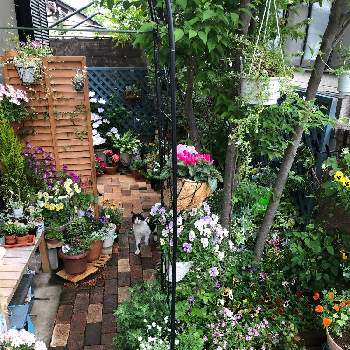 2020春のガーデニングの画像 by えりりんさん | 小さな庭と花のある暮らしとおうち園芸と2020春のガーデニング