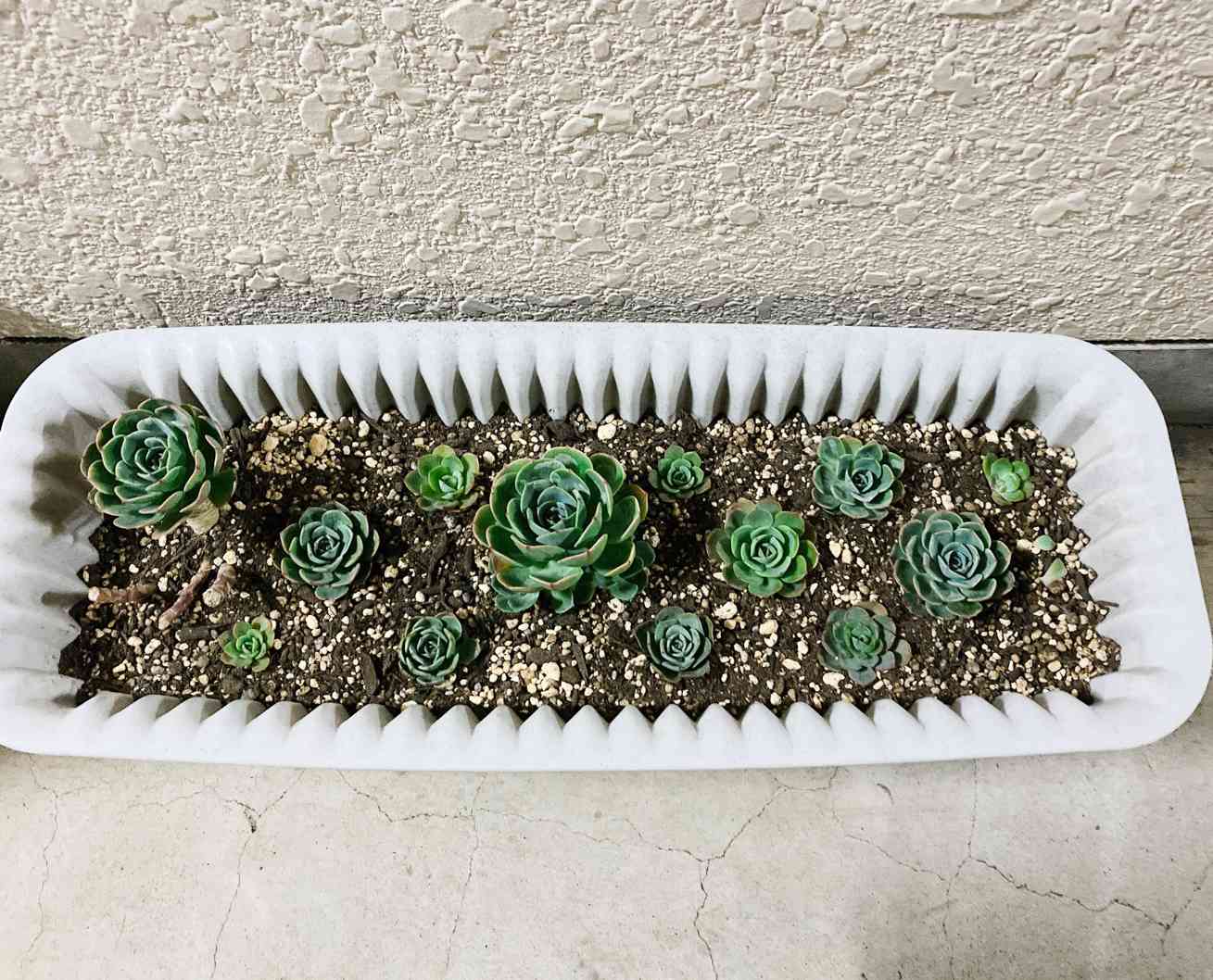 七福神の成長記録｜🍀GreenSnap（グリーンスナップ）