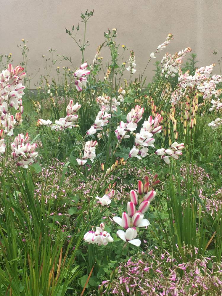 イキシアの投稿画像 By Rika1124さん 月5月10日 Greensnap グリーンスナップ