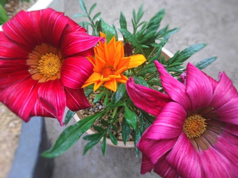 ガザニアの投稿画像 By Taya S Lab さん 突然変異 と開花中と病気 と赤色の花とオレンジ色の花と奇形 と変身と ｶﾞｻﾞﾆｱ 月5月10日 Greensnap グリーンスナップ