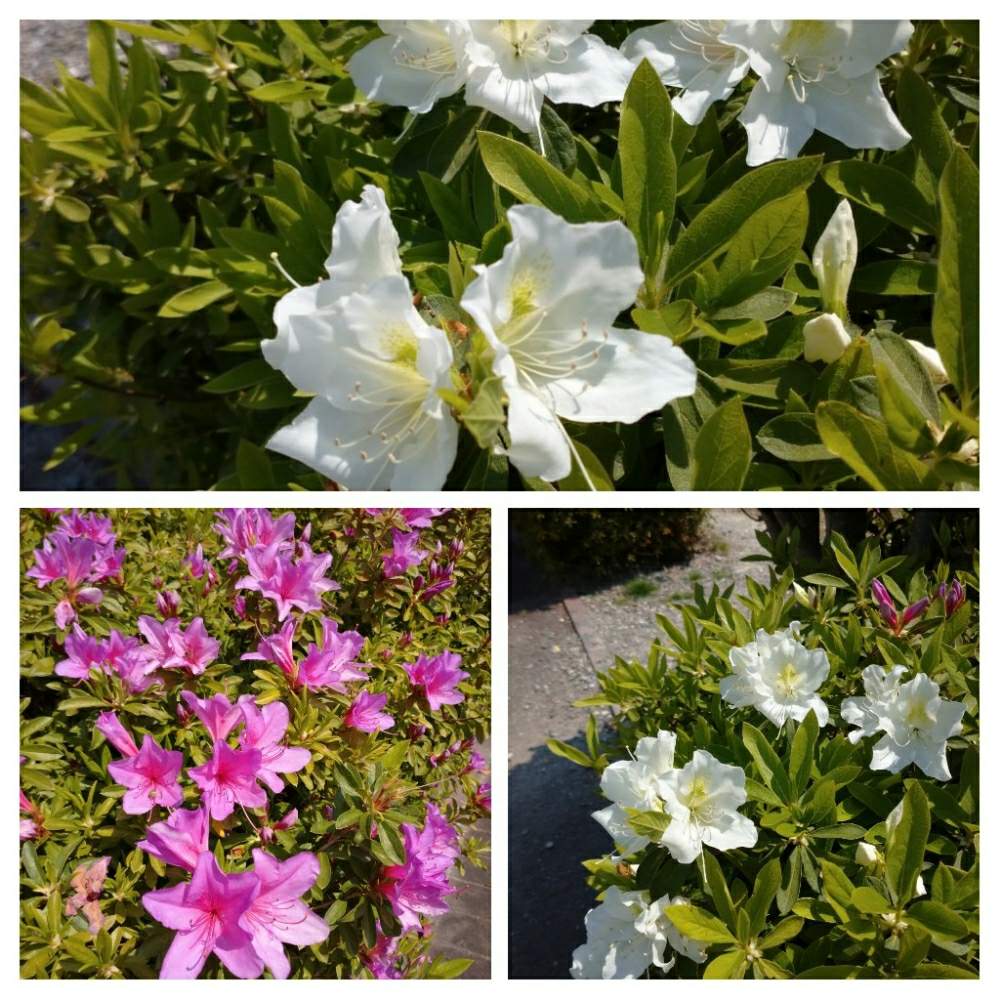 花のある暮らしの投稿画像 By Jiji04さん 遊歩道と前日撮影 月5月10日 Greensnap グリーンスナップ