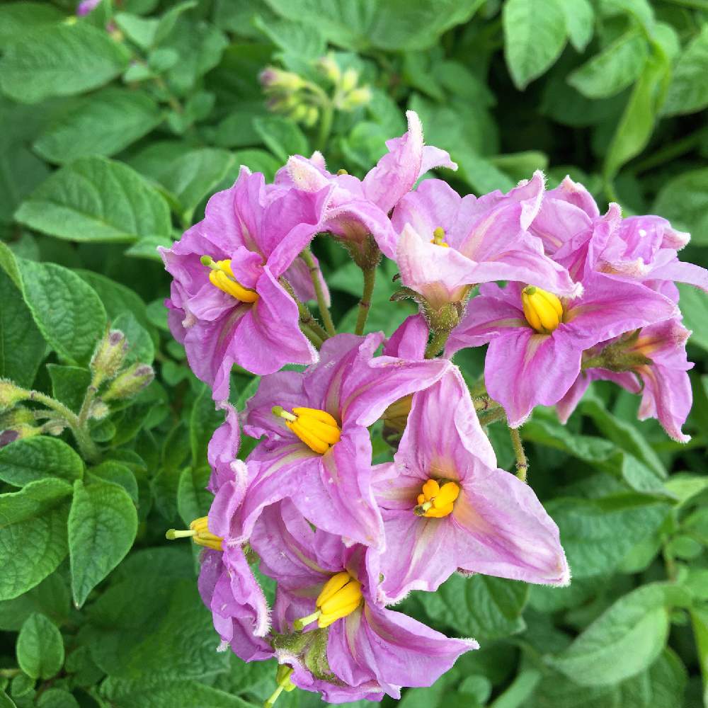 ジャガイモの花の投稿画像 By ミッキーさん 花っていいねと今日の一枚と花のある暮らしと綺麗 と紫の花とスマホ撮り 月5月10日 Greensnap グリーンスナップ ジャガイモの花の投稿画像 By ミッキーさん 花っていいねと今日の一枚と花のある暮らしと綺麗 と紫の花とスマホ撮り 月5月10日 Greensnap グリーンスナップ