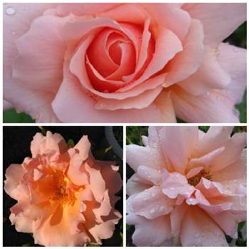 バラ　アプリコットキャンディの画像 by みーぽんさん | バラ　アプリコットキャンディと花のある暮らしとわが家の庭とおうち園芸