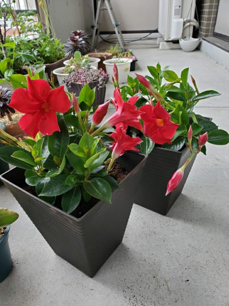 キャンディさんの投稿画像 月5月10日 Greensnap グリーンスナップ