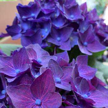 アジサイ ディープパープルの投稿画像一覧 Greensnap グリーンスナップ