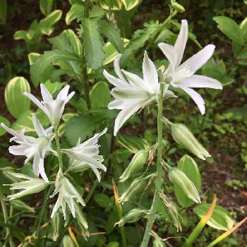 オーニソガラム ヌタンス ガラスの花 の投稿画像一覧 Greensnap グリーンスナップ