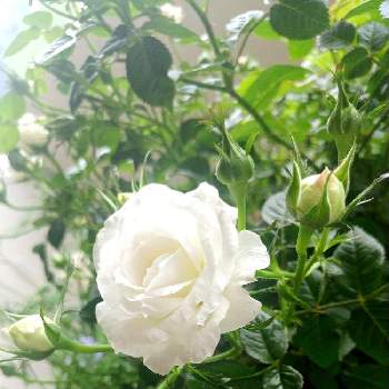 ブライダルの画像 by ルイボスティーさん | バルコニー/ベランダとベランダとバラ　ブライダルピンクとベランダガーデンとおうち園芸と楽しく自粛とお花がさいたよとつぼみがたくさんとブライダルと花のある暮らしと薔薇♪