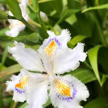 アヤメ属の投稿画像一覧 Greensnap グリーンスナップ