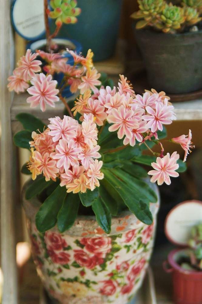レウィシア エリーゼの投稿画像 By Haiziさん 鉢植えとナチュラルスタイルと小花とガーデニングと花のある暮らしと咲いた 月5月10日 Greensnap グリーンスナップ