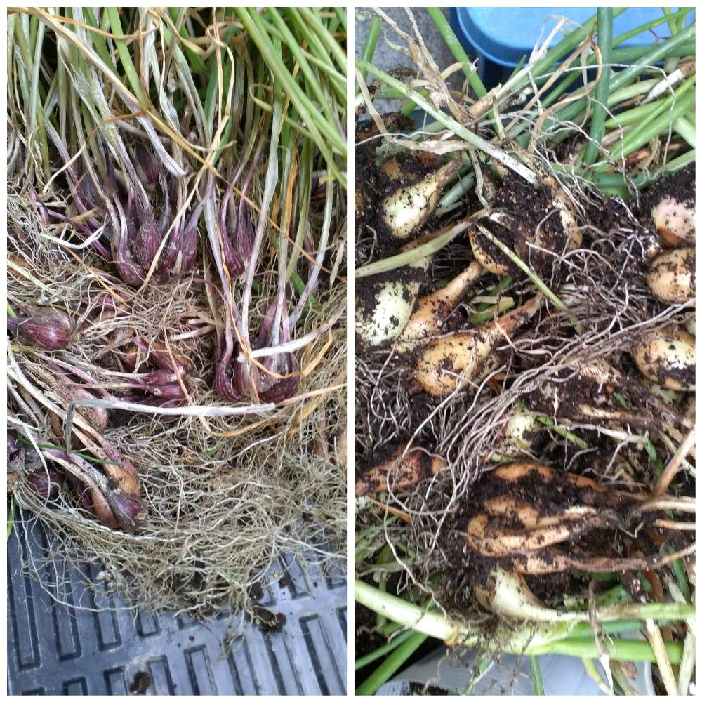 アサツキの投稿画像 By あっくんさん ワケギと球根植物と家庭菜園奮闘日記とおうち園芸とおうちde菜園 月5月10日 Greensnap グリーンスナップ