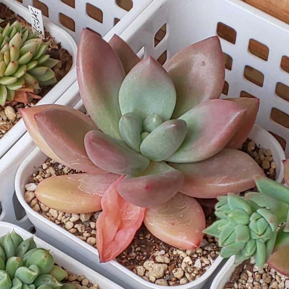 おまとめ！　39SALE！多肉植物^o^  ルビードナ ルビードナ – 多肉植物の通販・販売サイト tawawa