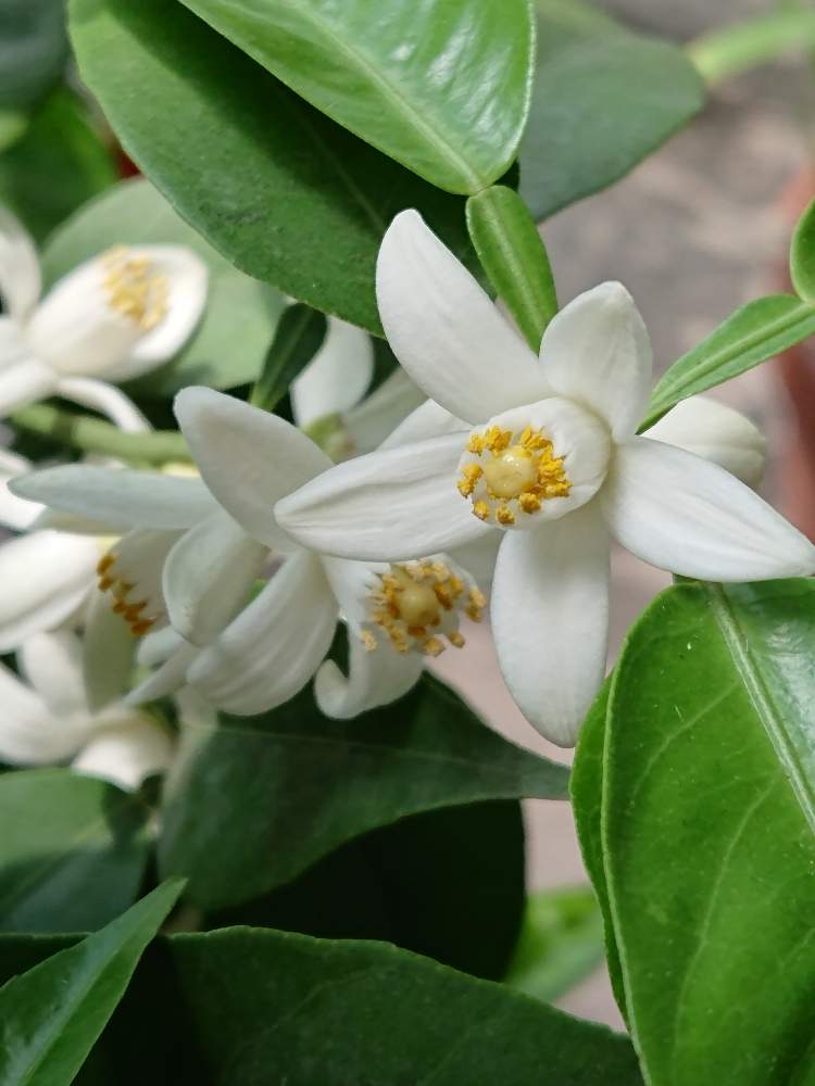 すだちの投稿画像 By プクプクさん 白い花とおうち園芸 月5月10日 Greensnap グリーンスナップ