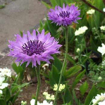 大注目 矢車草様ご相談ページ 美しい Americanhobbies Us