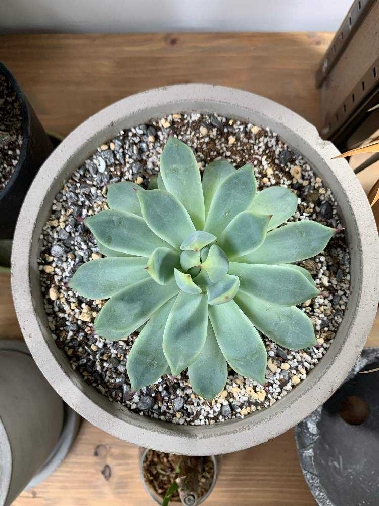 エケベリア 桃太郎｜🍀GreenSnap（グリーンスナップ）