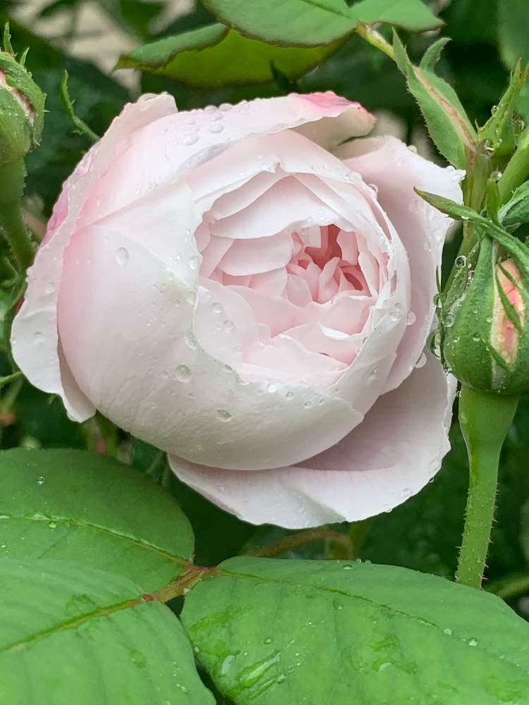 マダム ピエール オジェの投稿画像 By Tamさん マダムピエールオジェとばら バラ 薔薇と雨の日も悪くないと咲いてくれてありがとう と薔薇 に魅せられてとバラのある暮らしとバラ オールドローズと花のある暮らしと大好き ʾʾとかわいいな 月5月10日