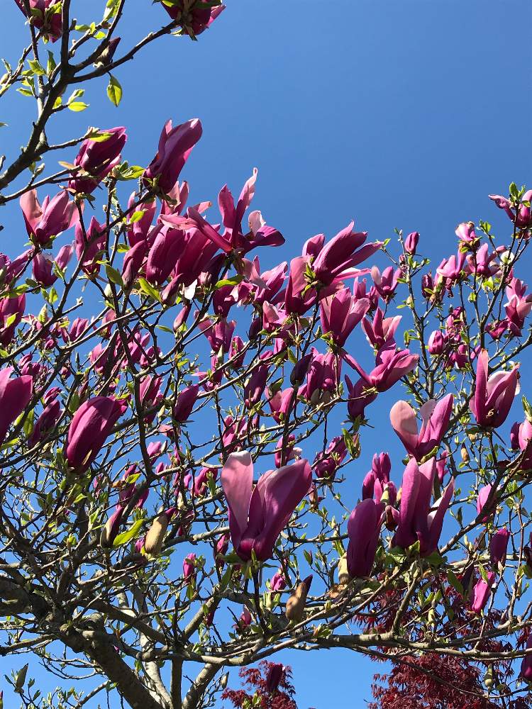 もくれんの投稿画像 By まっこさん 畑と花のある暮らしとはるが来た とモクレンの花と花のある暮らしとはるが来た とモクレンの花 月5月10日 Greensnap グリーンスナップ Greensnap グリーンスナップ